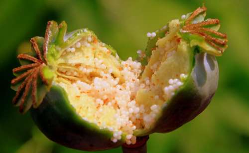 Capsules Garden Opium Papaver Poppy Pods Raw