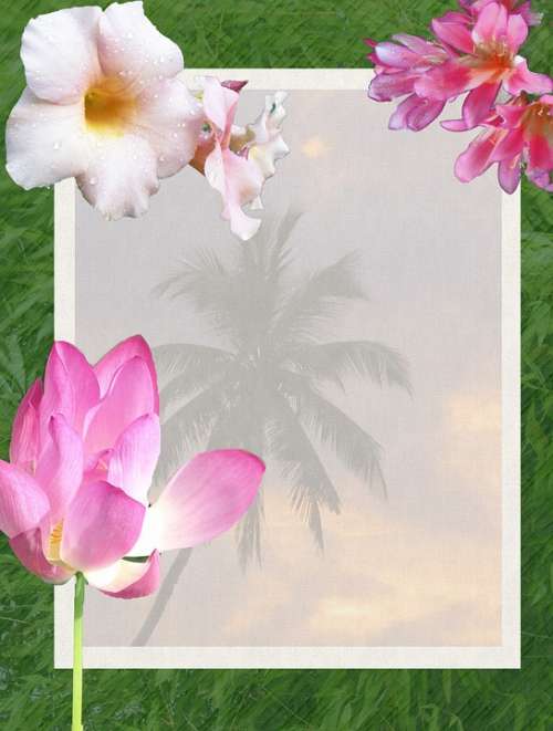 Flowers Tropical Tropics Beach Palm Trees Scenic